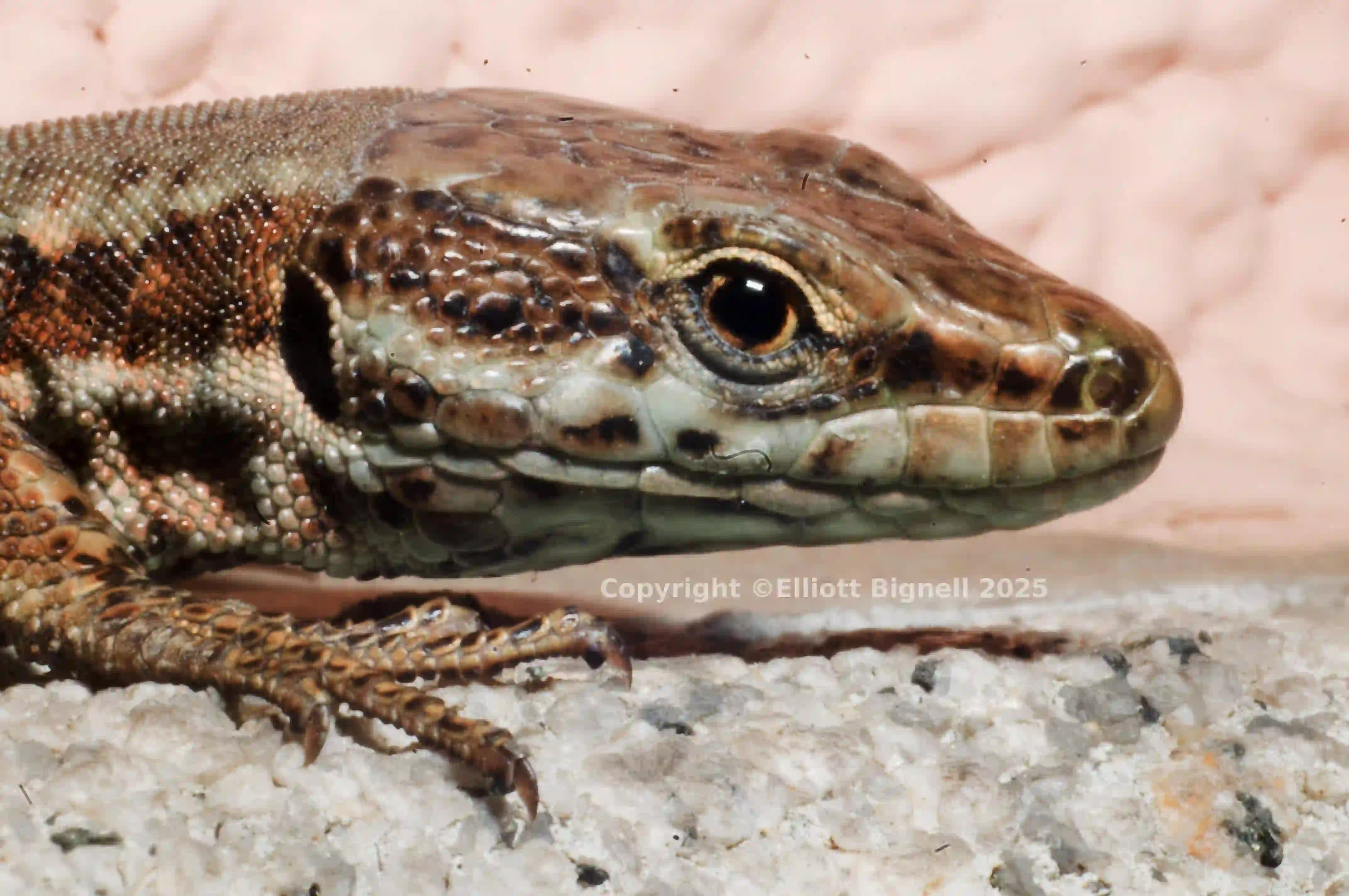 Podarcis muralis portrait 2.jpg